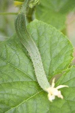 Bahçedeki yeşil tırtıl