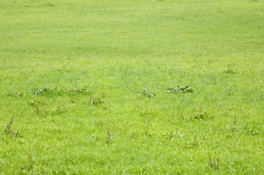 Yazın çayır çimen