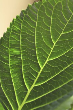 bir ağacın yeşil yaprağı