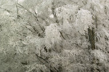 Doğada karla kaplı bir ağaç.