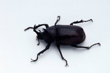 Beyaz bir yüzeyde bir böcek, yaklaş.