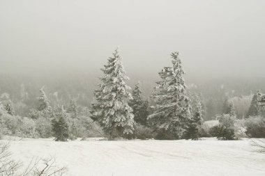 Karlı kış manzarası Dağlarda karla kaplı ağaçlar