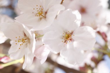 kiraz ağaçları çiçek bahar 