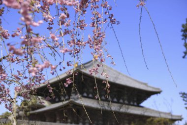 Sakura ve Todai-Ji tapınağı, Buda 'nın büyük salonu.