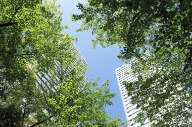 Parkta mavi gökyüzüne karşı yeşil ağaçlar.