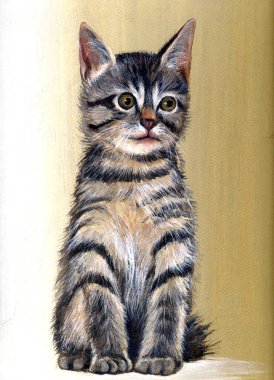 picture of striped cat sitting on color background 