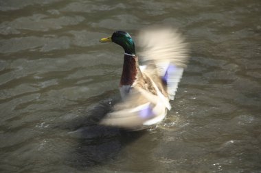 Parktaki gölde güzel kanatları olan sevimli ördek..                        