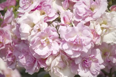 İnanılmaz çiçeklerin açtığı yeri kapatın.