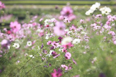 Doğada güzel çiçekler