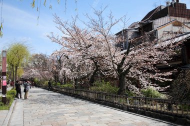 Japonya 'da kiraz çiçekleri, Tokyo