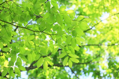 Güneş ışığında yeşil yapraklı ağaç dalına yakın çekim 