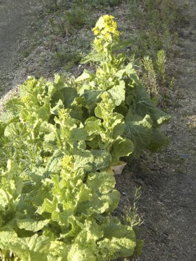 Bahçedeki yeşil bitkiler, kapatın.