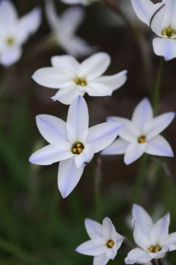 Bahçedeki güzel çiçekler