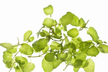 Beyaz arkaplanda izole edilmiş nane, kapat