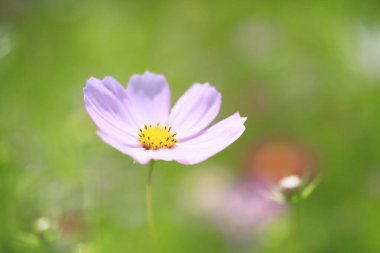 Bahçede çiçek açan güzel kozmosun yakın görüntüsü.