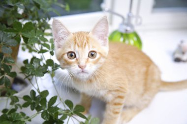 Şirin evcil kedi yavrusunun yakın çekimi. 