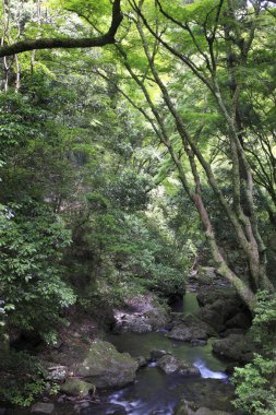 ormandaki nehir dağ