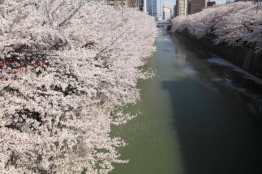 Tokyo kiraz çiçekleri