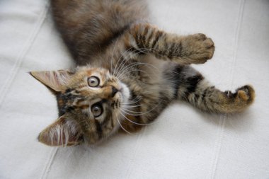 Şirin tekir kedi evde yerde yatıyor.