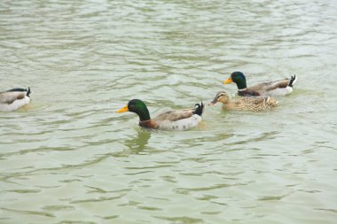 Yaban ördekleri gölde yüzüyor. Yaklaş.