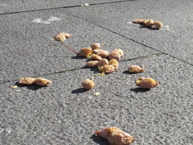 Dağınık kahverengi yiyecek parçaları kaldırımda yatıyor.