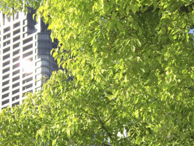 Şehirdeki modern binalar ve yeşil yapraklar     