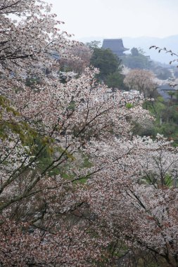 Japonya 'da kiraz çiçekleri, Tokyo