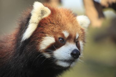 Arka planda kırmızı panda (fulgens leuca gens) hayvanı, kapat