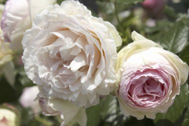 Bahçedeki beyaz güller