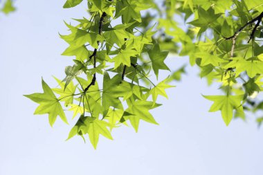 Bahçedeki ağaçta yeşil yapraklar