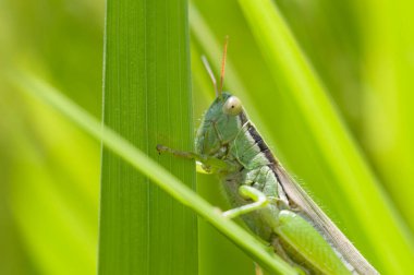 Yaban hayatında yeşil yaprağın üzerindeki çekirgenin yakın plan görüntüsü    