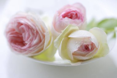 Vazodaki güzel gül çiçeklerini kapat.