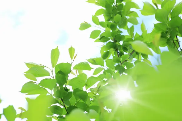 Свіже Зелене Листя Квітковий Фон — стокове фото