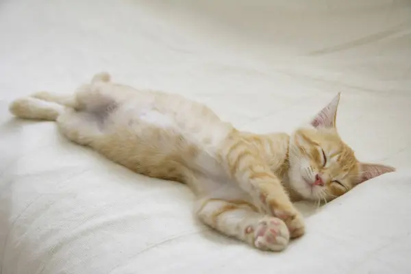 cute little ginger color kitten portrait