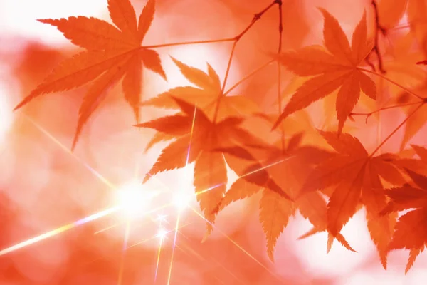 Maple Herfstbladeren Achtergrond — Stockfoto