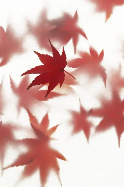 Κόκκινα Φύλλα Σφενδάμου Λευκό Φόντο — Φωτογραφία Αρχείου