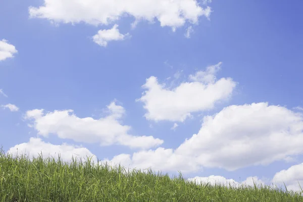 Nuvens Brancas Céu Azul Acima Grama Verde Vista Diurna — Fotografia de Stock