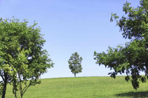 Красивый Зеленый Пейзаж Деревьями Голубым Небом — стоковое фото