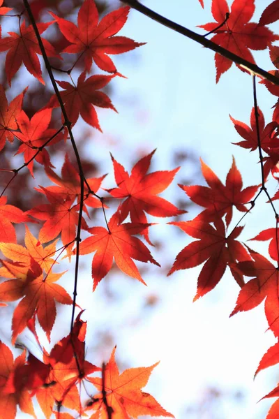 Червоне Кленове Листя Дереві Осінній Фон — стокове фото