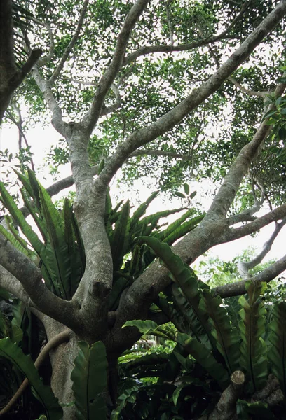 Branches Arbres Aux Feuilles Tropicales — Photo