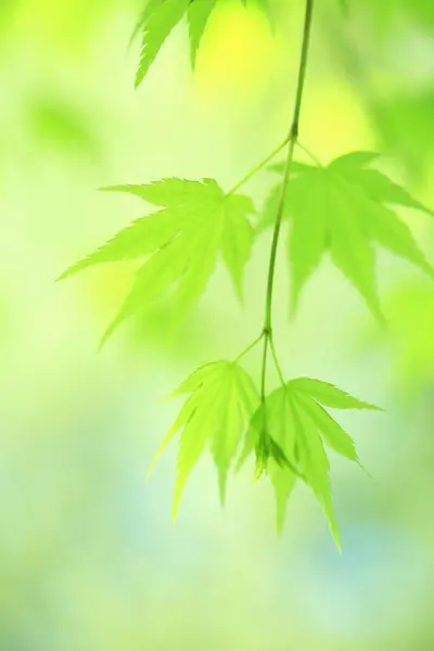 close up view of green maple leaves