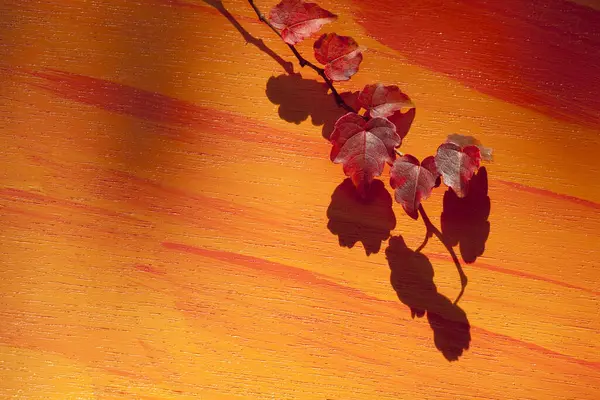 Autumn Background Bright Autumn Leaves — Stock Photo, Image