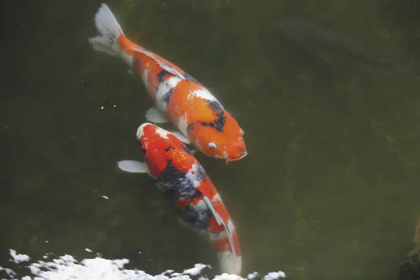 japanese koi carp fish swim in water