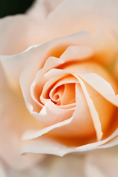 Belles Pétales Rose Flore — Photo