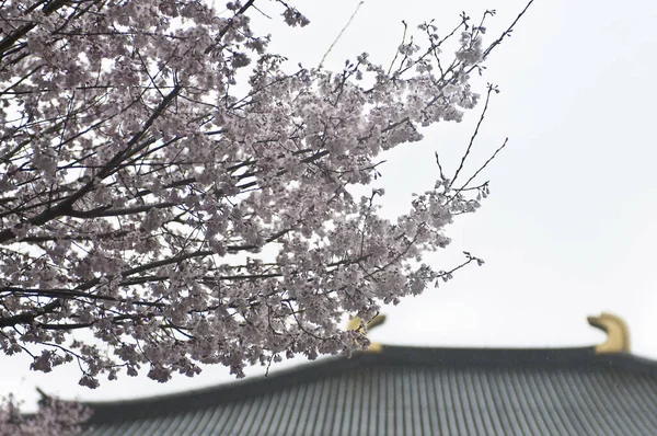 春天公园里美丽的开花树枝的特写 — 图库照片