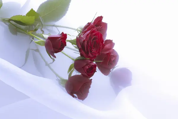 Rote Rosen Auf Weißem Stoff Hintergrund Valentinstag Konzept — Stockfoto
