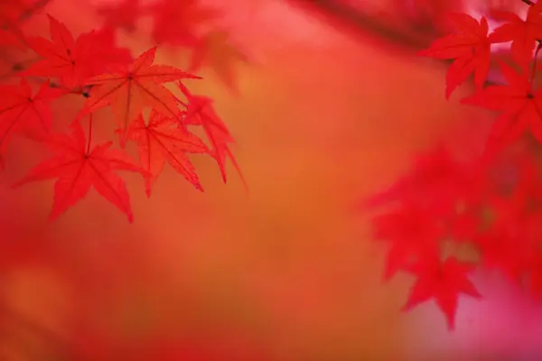 Червоне Осіннє Листя Флора Осіннього Сезону Японське Кленове Дерево — стокове фото