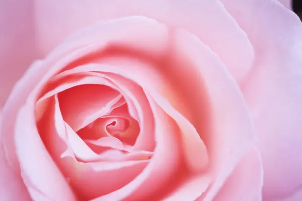 Rose Rose Gros Plan — Photo