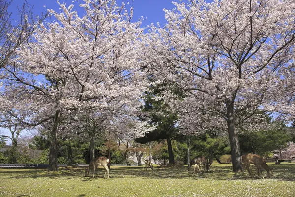 Hermosos Cerezos Flor Jardín Primavera —  Fotos de Stock
