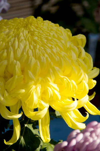 Όμορφα Λουλούδια Χρυσάνθεμο Στο Παρασκήνιο Κοντινό Πλάνο — Φωτογραφία Αρχείου